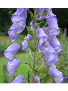   Őszi sisakvirág / ACONITUM carmichaelii 'Spätlese'
