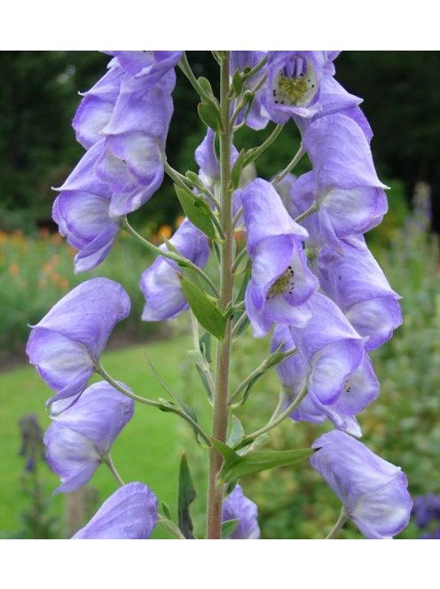 Őszi sisakvirág / ACONITUM carmichaelii 'Spätlese'