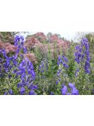 Őszi sisakvirág / ACONITUM carmichaelii 'Spätlese'
