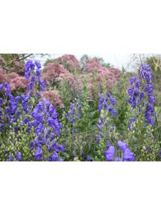   Őszi sisakvirág / ACONITUM carmichaelii 'Spätlese'