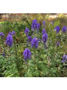 Őszi sisakvirág / ACONITUM carmichaelii 'Spätlese'