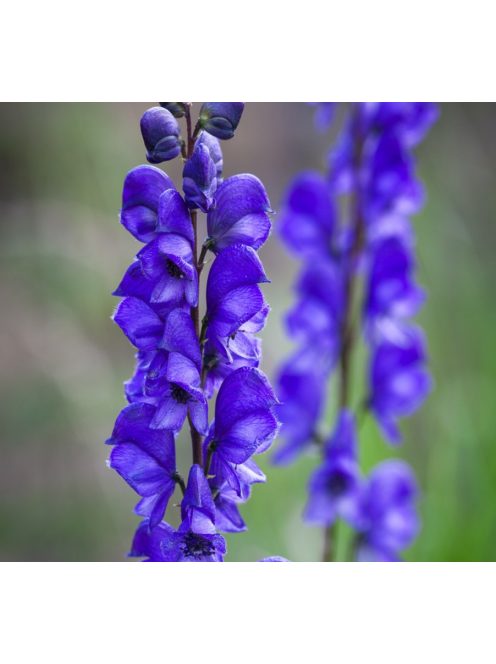 Havasi sisakvirág / ACONITUM napellus 