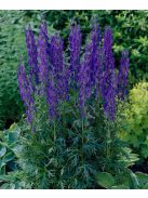 Havasi sisakvirág / ACONITUM napellus 