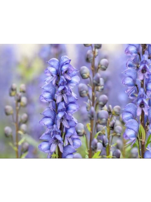 Havasi sisakvirág / ACONITUM napellus 