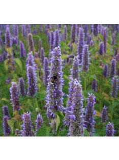 Ánizsillatú izsópfű / AGASTACHE foeniculum 