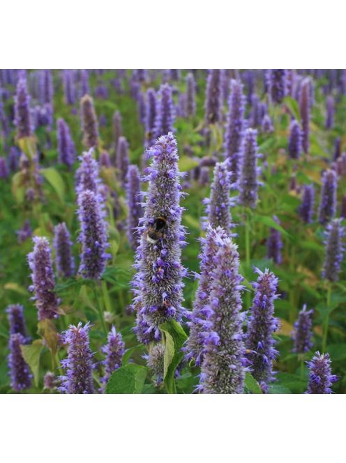 Ánizsillatú izsópfű / AGASTACHE foeniculum 