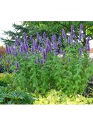 Ánizsillatú izsópfű / AGASTACHE foeniculum 