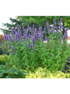 Ánizsillatú izsópfű / AGASTACHE foeniculum 