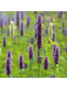 Ánizsillatú izsópfű / AGASTACHE foeniculum 