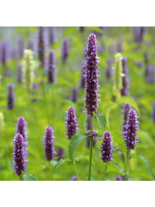 Ánizsillatú izsópfű / AGASTACHE foeniculum 
