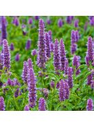 Izsópfű / AGASTACHE rugosa 