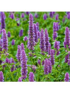 Izsópfű / AGASTACHE rugosa 