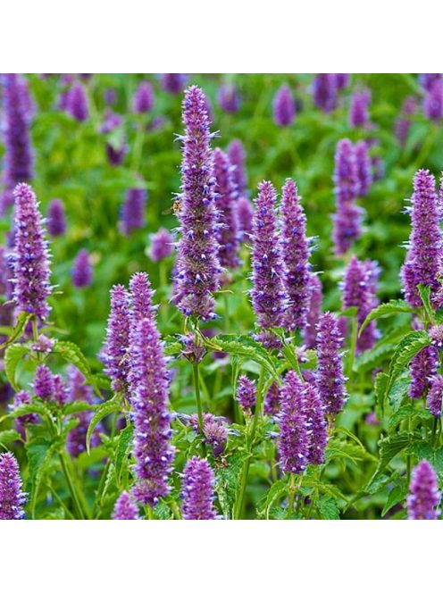 Izsópfű / AGASTACHE rugosa 