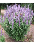 Izsópfű / AGASTACHE rugosa 