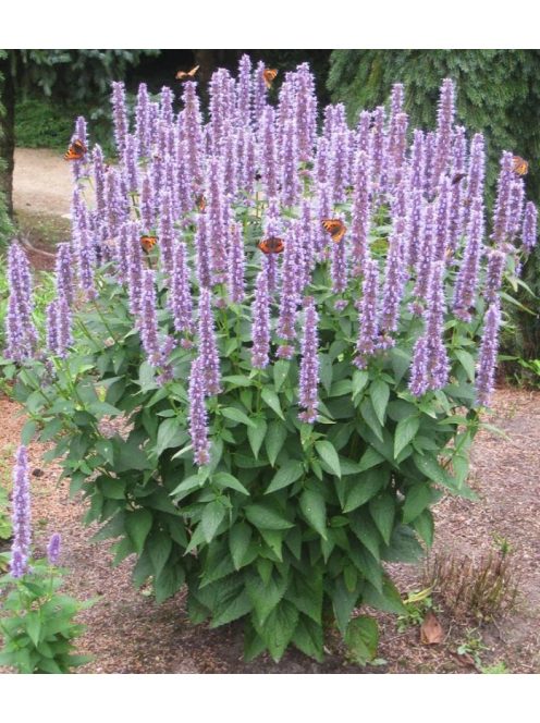 Izsópfű / AGASTACHE rugosa 