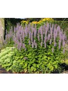 Izsópfű / AGASTACHE rugosa 