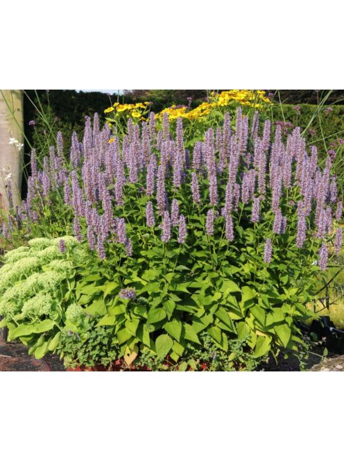 Izsópfű / AGASTACHE rugosa 