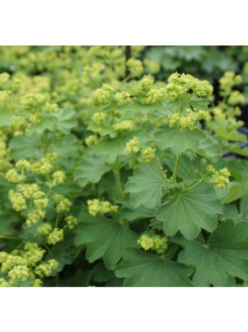 Palástfű / ALCHEMILLA epipsila 