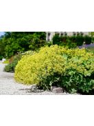 Palástfű / ALCHEMILLA epipsila 