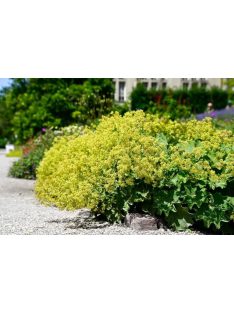 Palástfű / ALCHEMILLA epipsila 