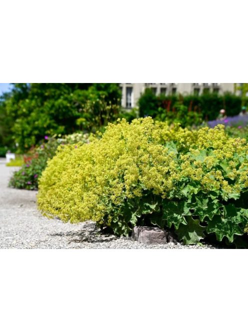 Palástfű / ALCHEMILLA epipsila 