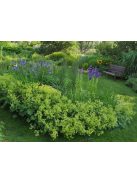 Palástfű / ALCHEMILLA epipsila 