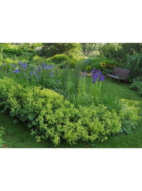 Palástfű / ALCHEMILLA epipsila 