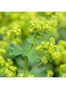 Palástfű / ALCHEMILLA mollis 'Select'