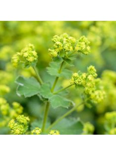 Palástfű / ALCHEMILLA mollis 'Select'
