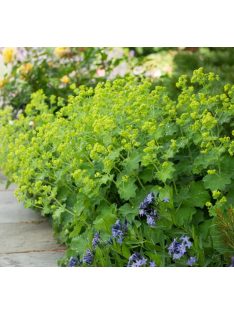 Palástfű / ALCHEMILLA mollis 'Select'