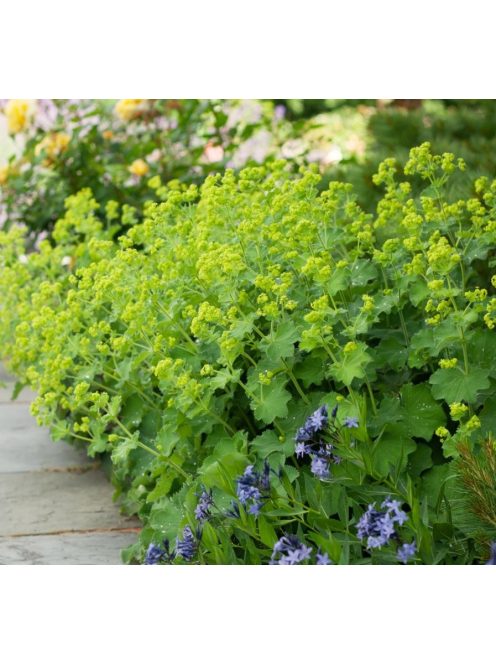 Palástfű / ALCHEMILLA mollis 'Select'