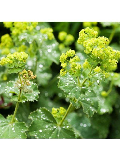 Palástfű / ALCHEMILLA mollis 'Select'