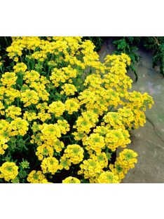 Hegyi ternye / ALYSSUM montanum 'Mountain Gold'