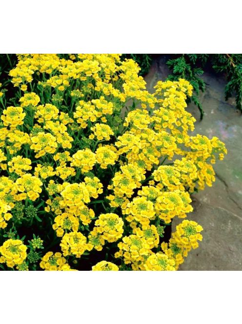 Hegyi ternye / ALYSSUM montanum 'Mountain Gold'