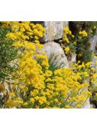 Hegyi ternye / ALYSSUM montanum 'Mountain Gold'