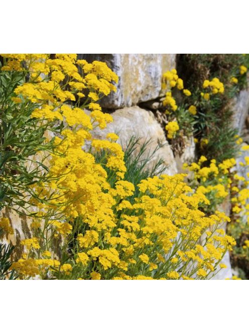 Hegyi ternye / ALYSSUM montanum 'Mountain Gold'