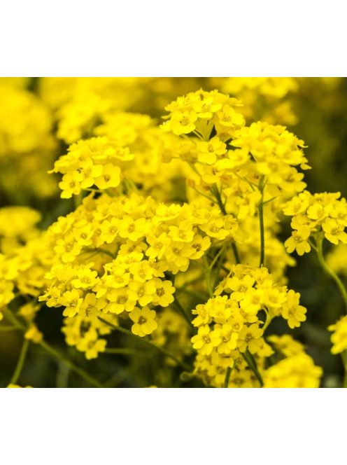 Hegyi ternye / ALYSSUM montanum 'Mountain Gold'