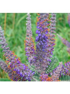 Molyhos gyalogakác / AMORPHA canescens 