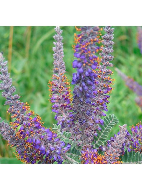 Molyhos gyalogakác / AMORPHA canescens 