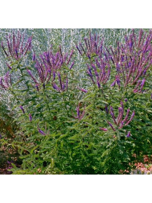 Molyhos gyalogakác / AMORPHA canescens 