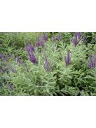 Molyhos gyalogakác / AMORPHA canescens 
