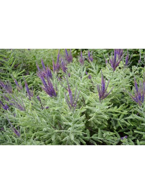 Molyhos gyalogakác / AMORPHA canescens 