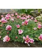 Hamvas törpemargitvirág / ANACYCLUS pyrethrum var. depressus f. compactum 'Silberkissen'