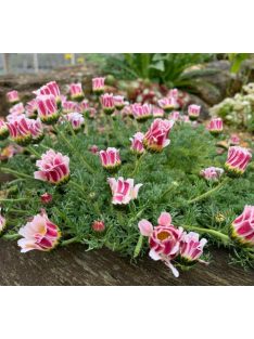   Hamvas törpemargitvirág / ANACYCLUS pyrethrum var. depressus f. compactum 'Silberkissen'