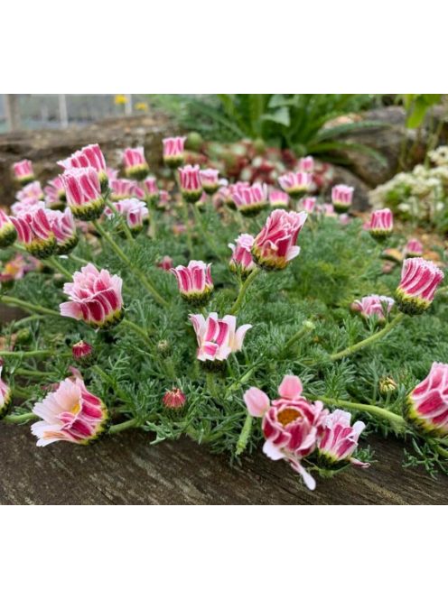 Hamvas törpemargitvirág / ANACYCLUS pyrethrum var. depressus f. compactum 'Silberkissen'