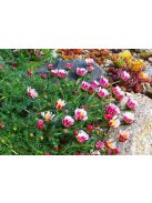Hamvas törpemargitvirág / ANACYCLUS pyrethrum var. depressus f. compactum 'Silberkissen'