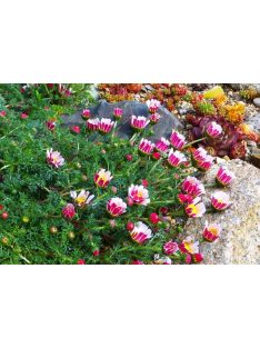   Hamvas törpemargitvirág / ANACYCLUS pyrethrum var. depressus f. compactum 'Silberkissen'