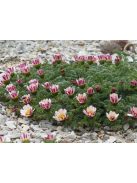 Hamvas törpemargitvirág / ANACYCLUS pyrethrum var. depressus f. compactum 'Silberkissen'