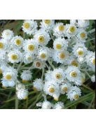 Gyöngykosárka / ANAPHALIS margaritacea 'Neuschnee'