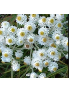   Gyöngykosárka / ANAPHALIS margaritacea 'Neuschnee'